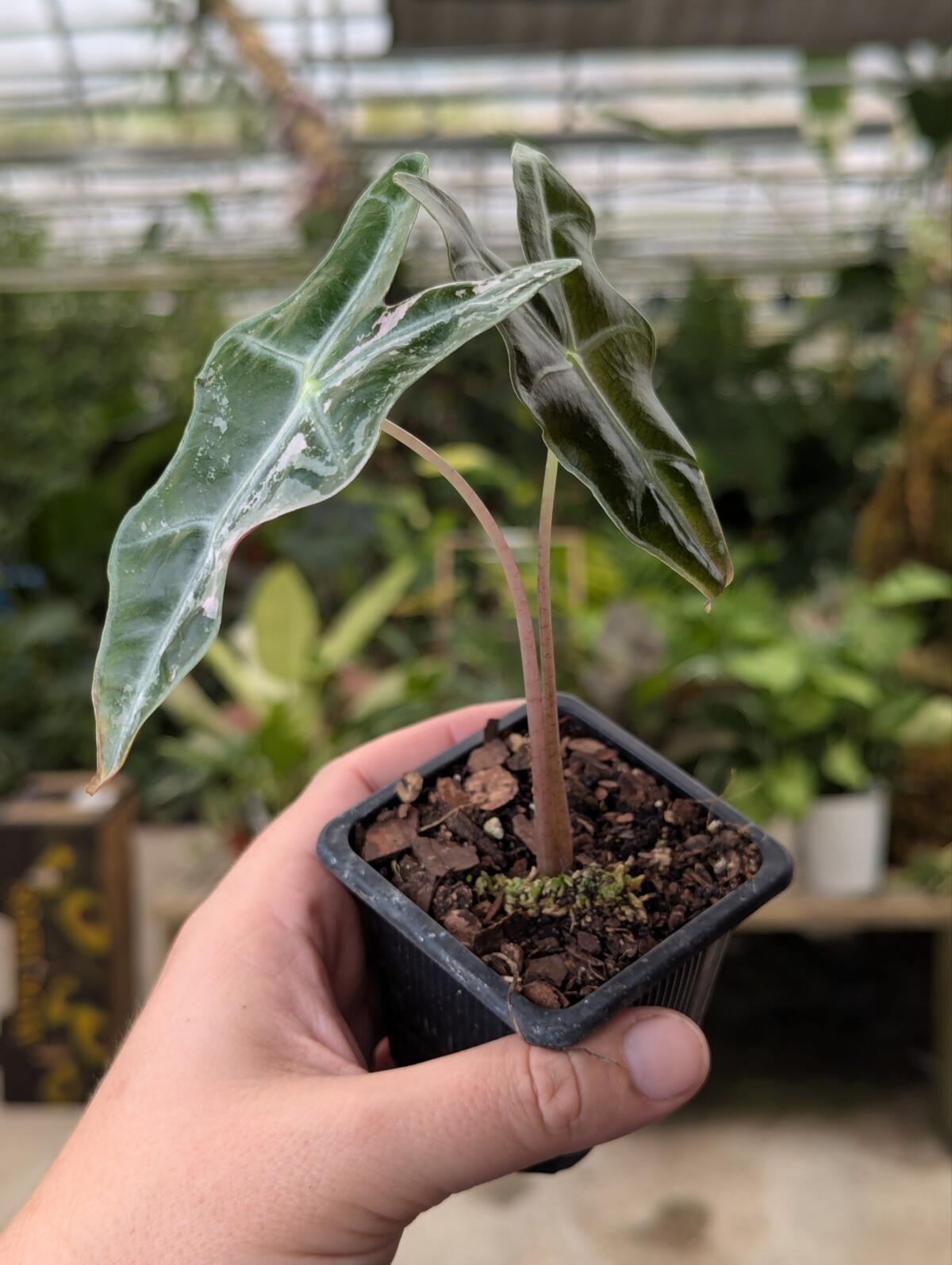 Alocasia nobilis Variegated – Blue Moon Tropicals