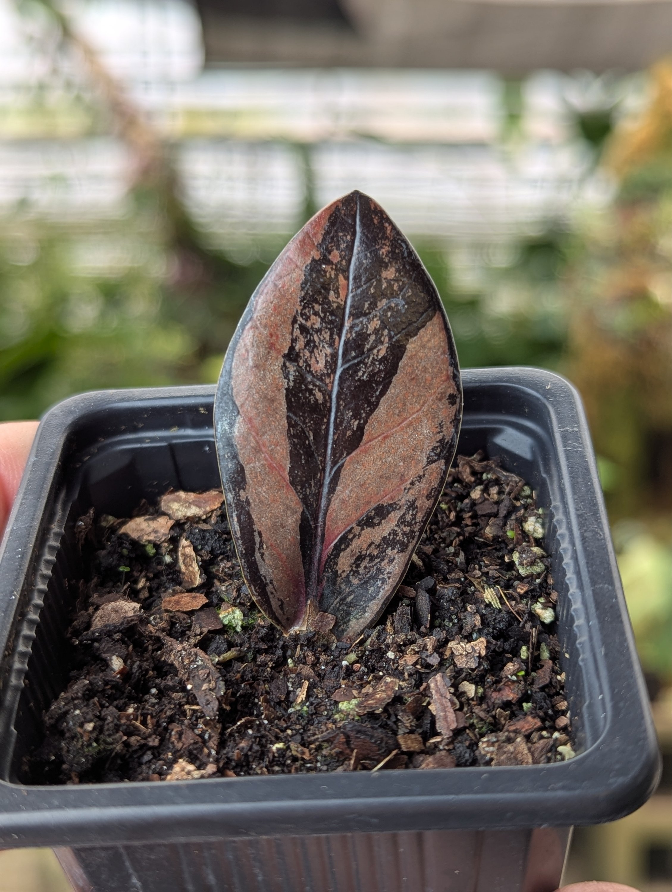 Pink Variegated Raven ZZ - Image 2