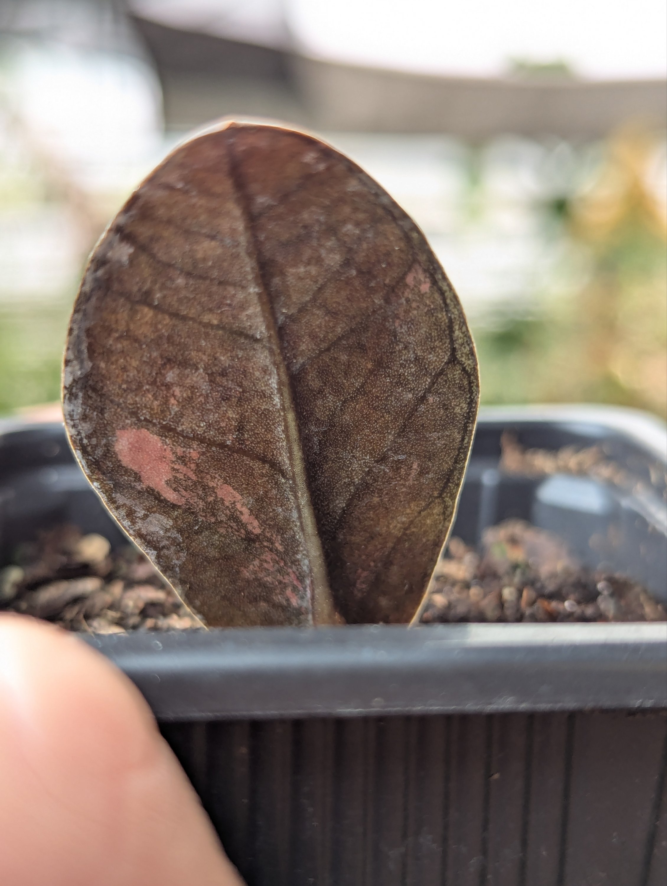 Pink Variegated Raven ZZ