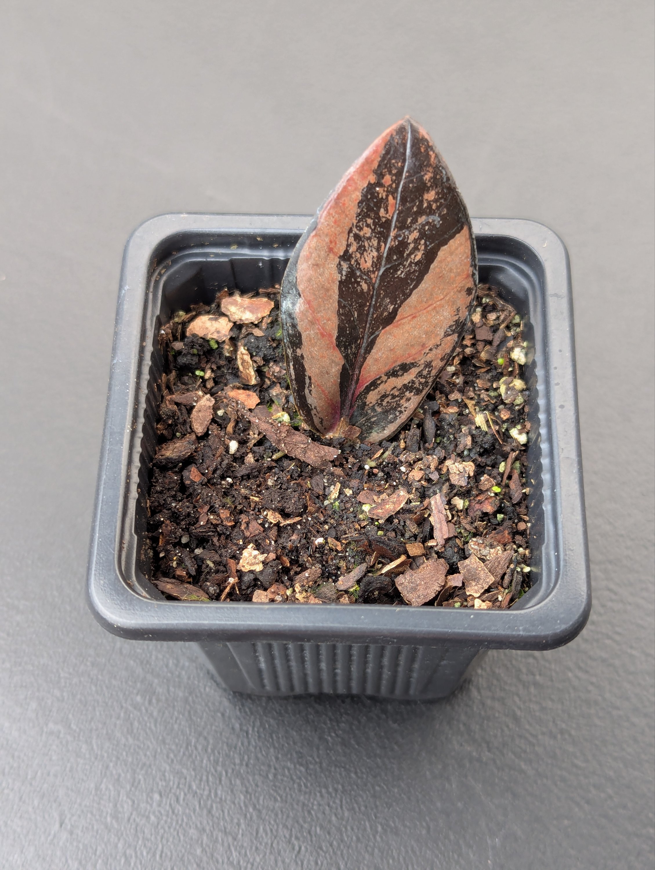 Pink Variegated Raven ZZ - Image 3