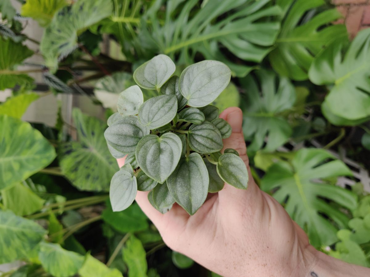 Foliage – Blue Moon Tropicals