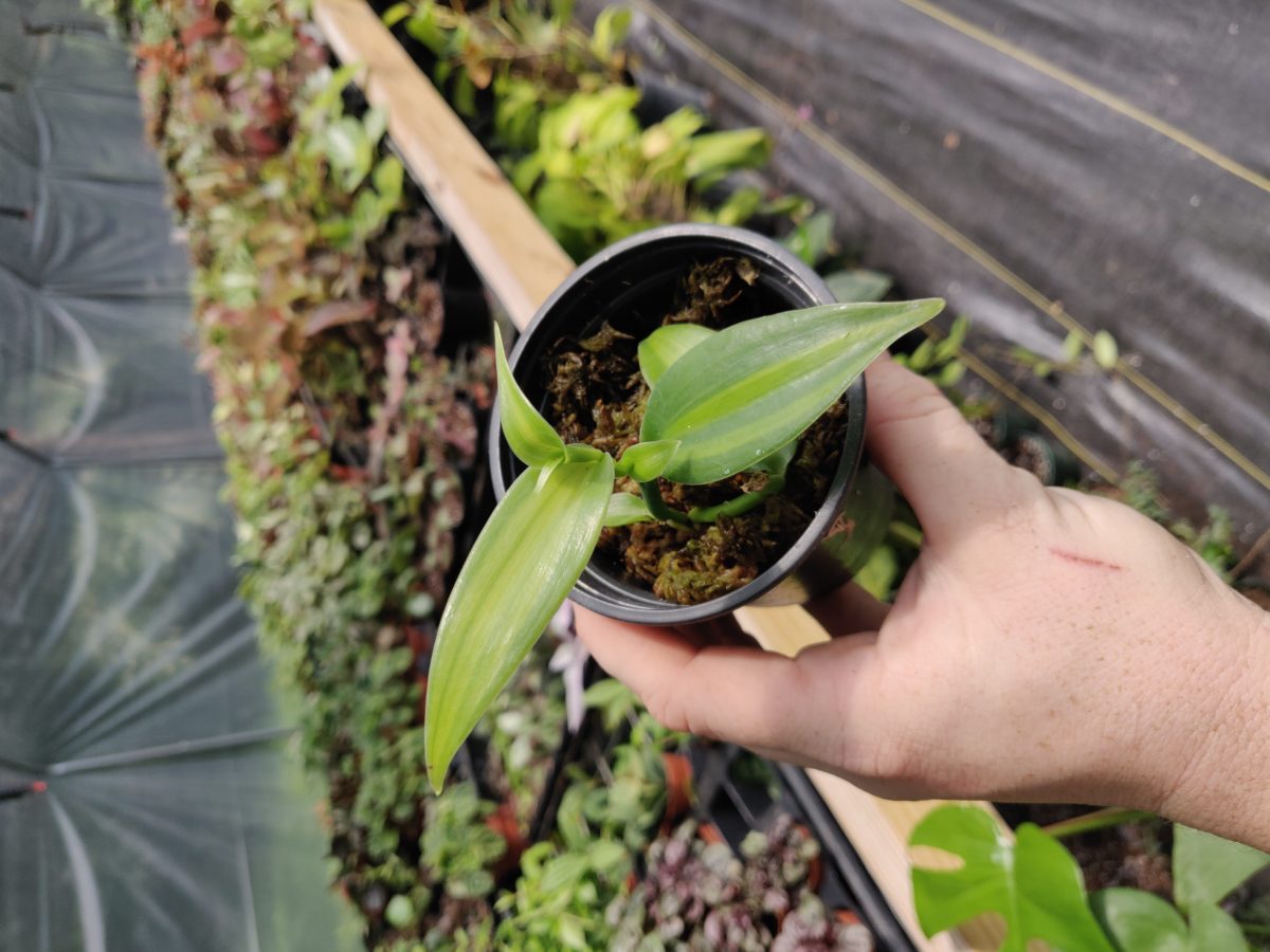 Variegated Vanilla planifolia – Blue Moon Tropicals