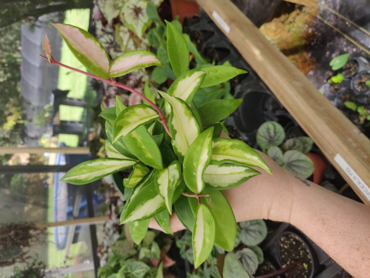 Foliage – Blue Moon Tropicals