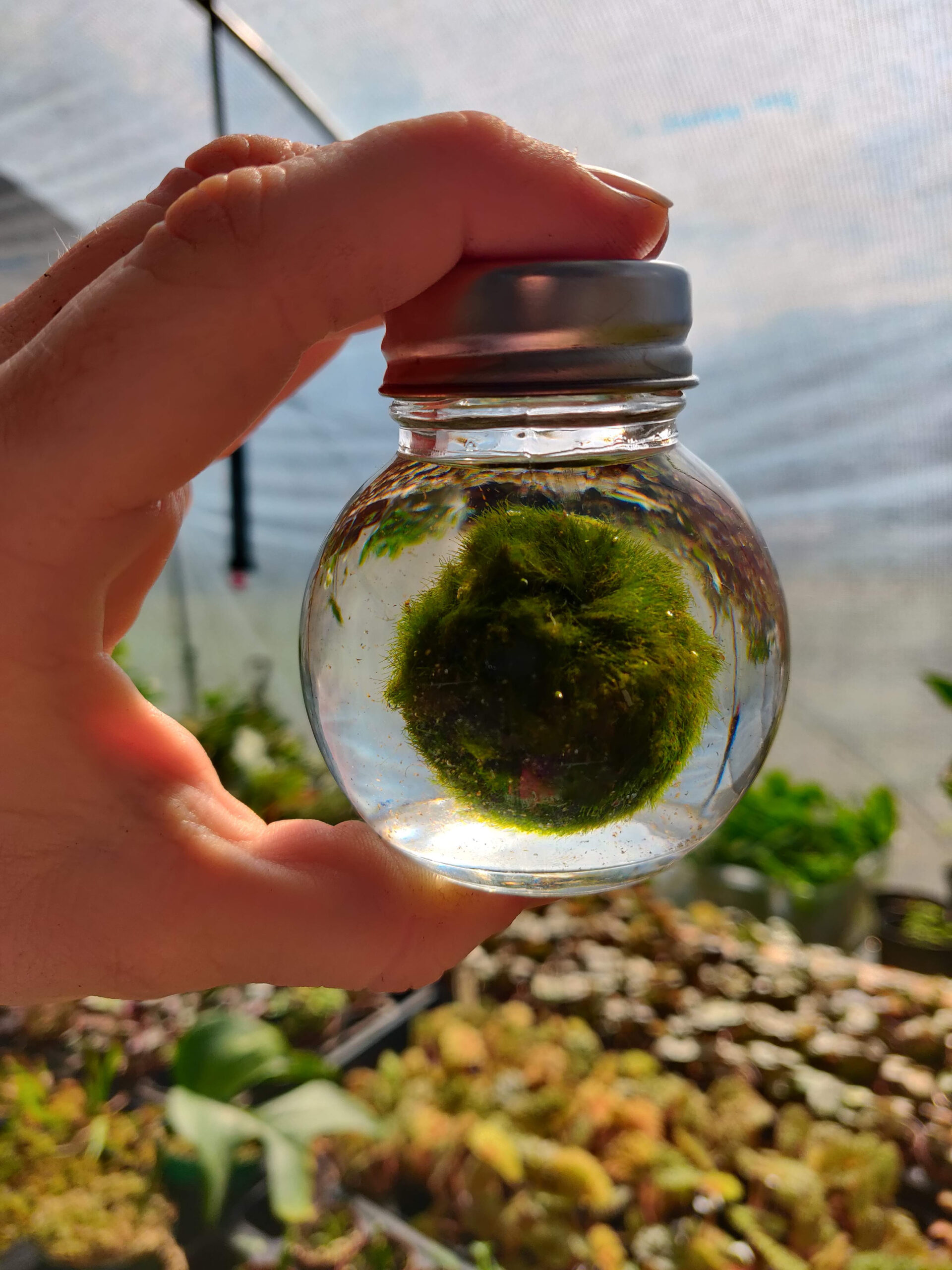Marimo Moss Ball Eco-Glass Jar Reviews – CusRev