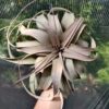 Tillandsia xerographica