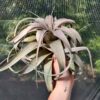 Tillandsia xerographica - Image 2