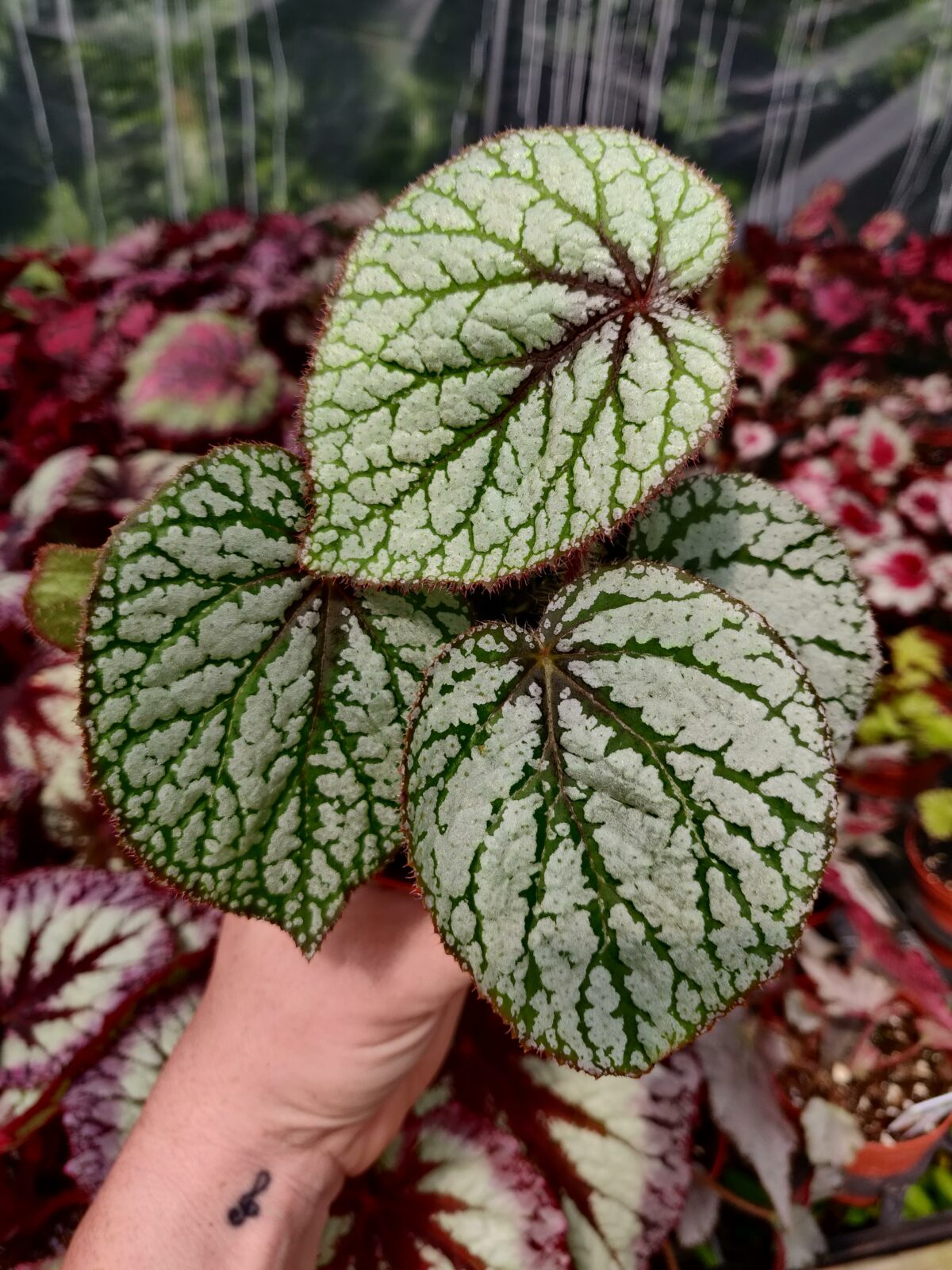 Begonia U309 – Blue Moon Tropicals