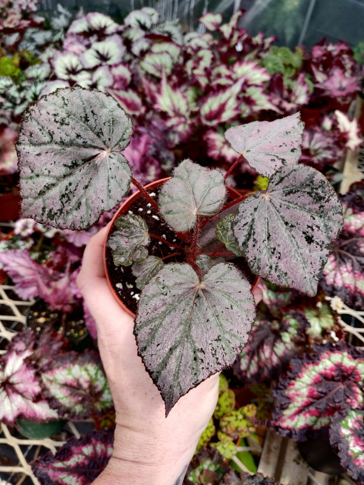 Begonia ‘harmony’s Stormy Sunset’ – Blue Moon Tropicals