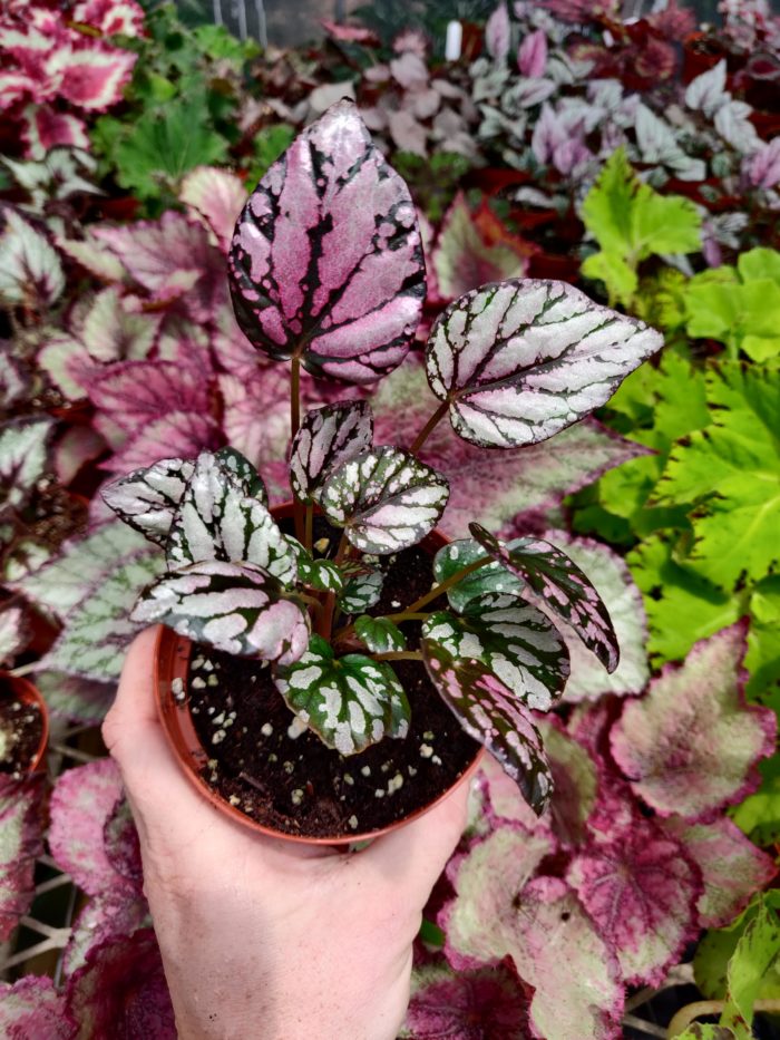 Begonia ‘Hugh McCloughlin’ – Blue Moon Tropicals