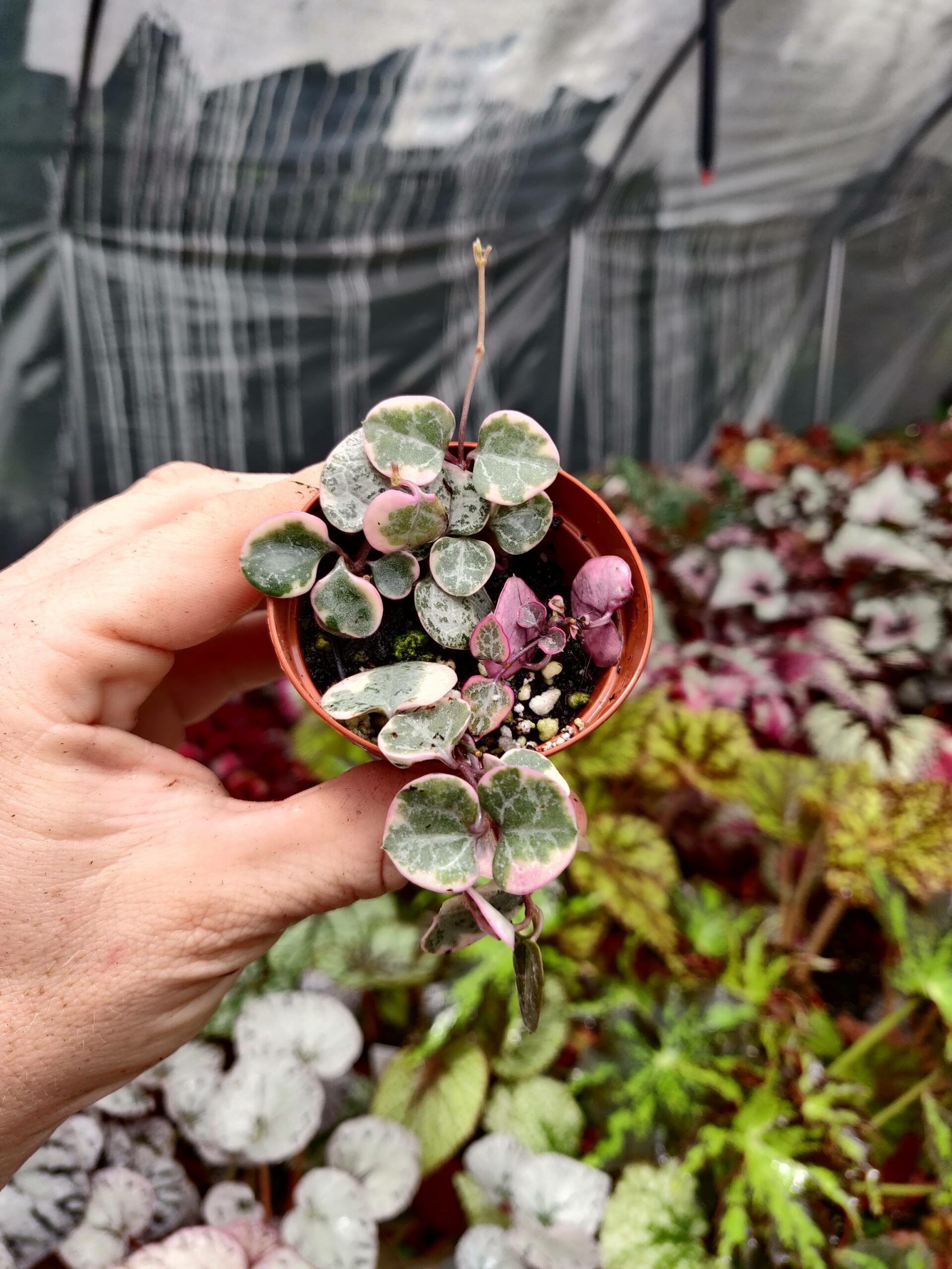 String of Hearts ‘Variegated’ – Blue Moon Tropicals