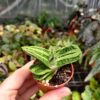 Gasteria 'Little Warty'