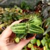 Gasteria 'Little Warty' - Image 2