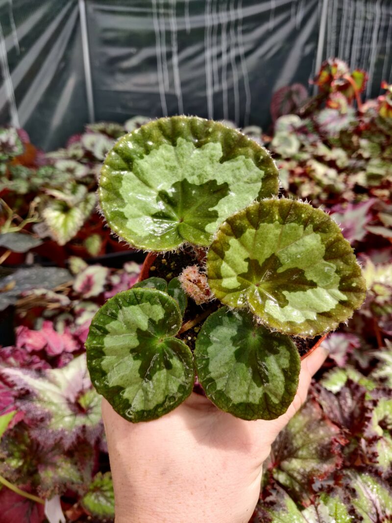 Begonia jingxiensis var. mashanica – Blue Moon Tropicals