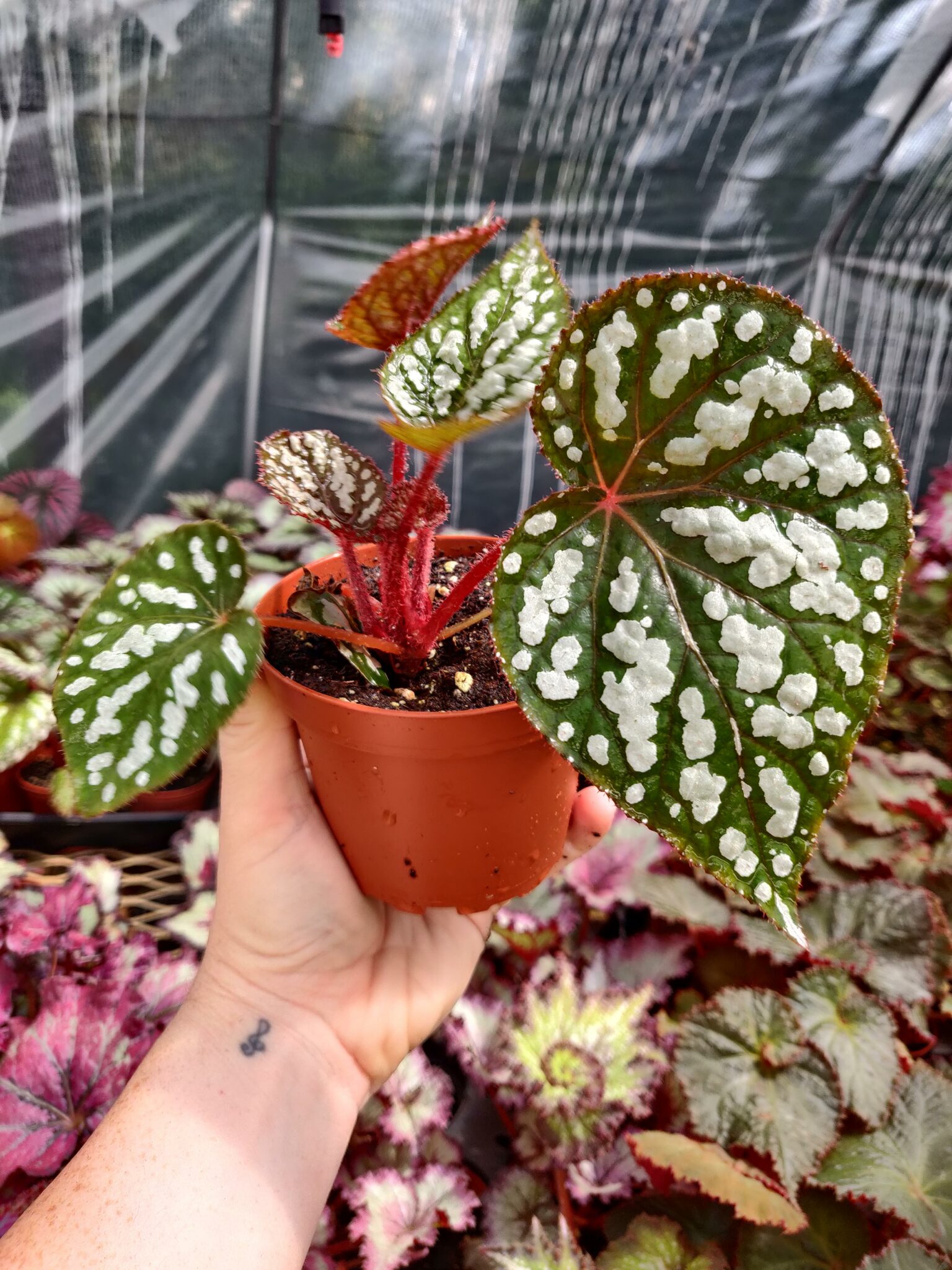 Begonia ‘betsy’ Blue Shine – Blue Moon Tropicals