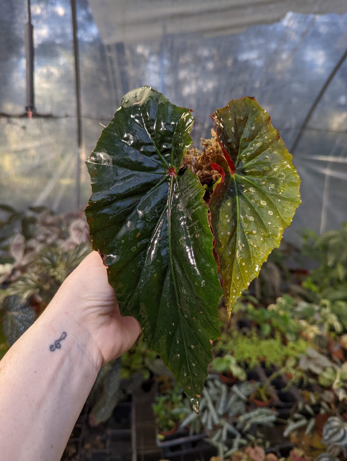 moonlight butterfly begonias for sale near me        
        <figure class=