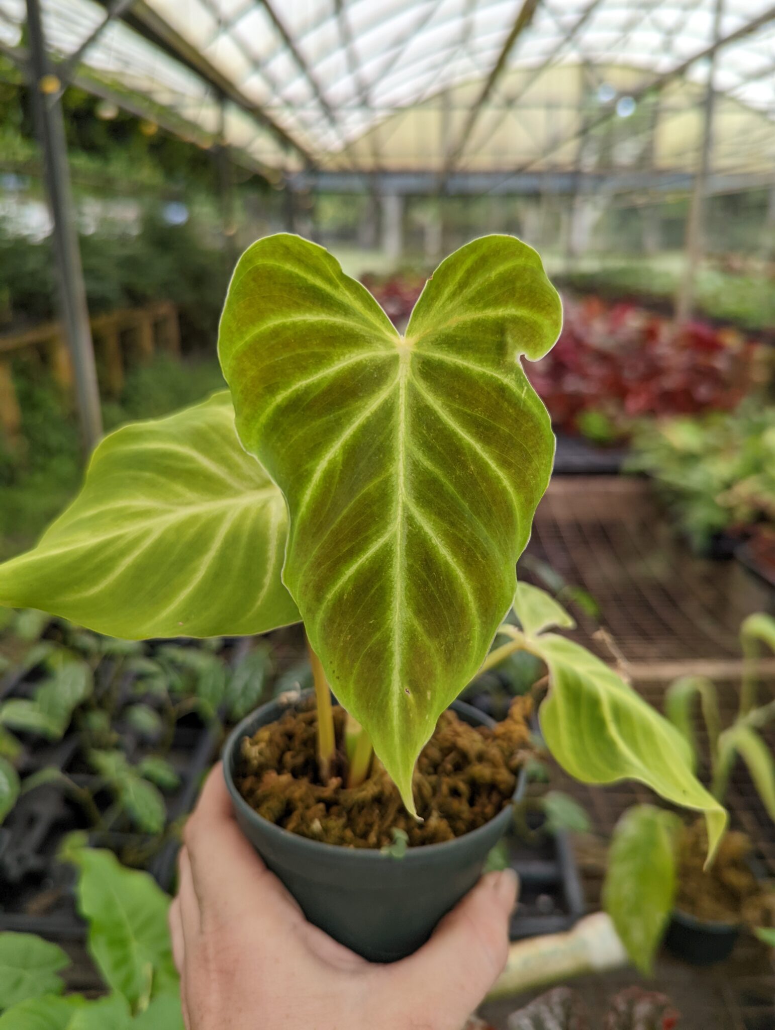 Philodendron verrucosum ‘Angel’ – Blue Moon Tropicals