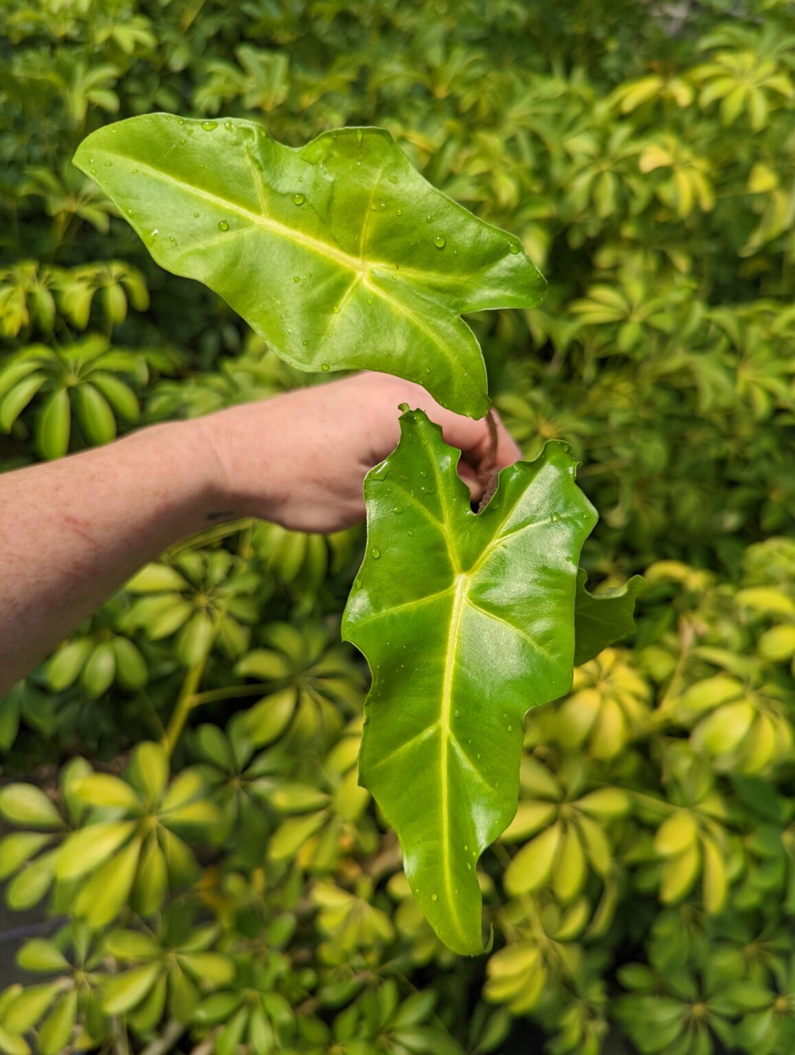 Alocasia ‘Golden Dragon’ – Blue Moon Tropicals