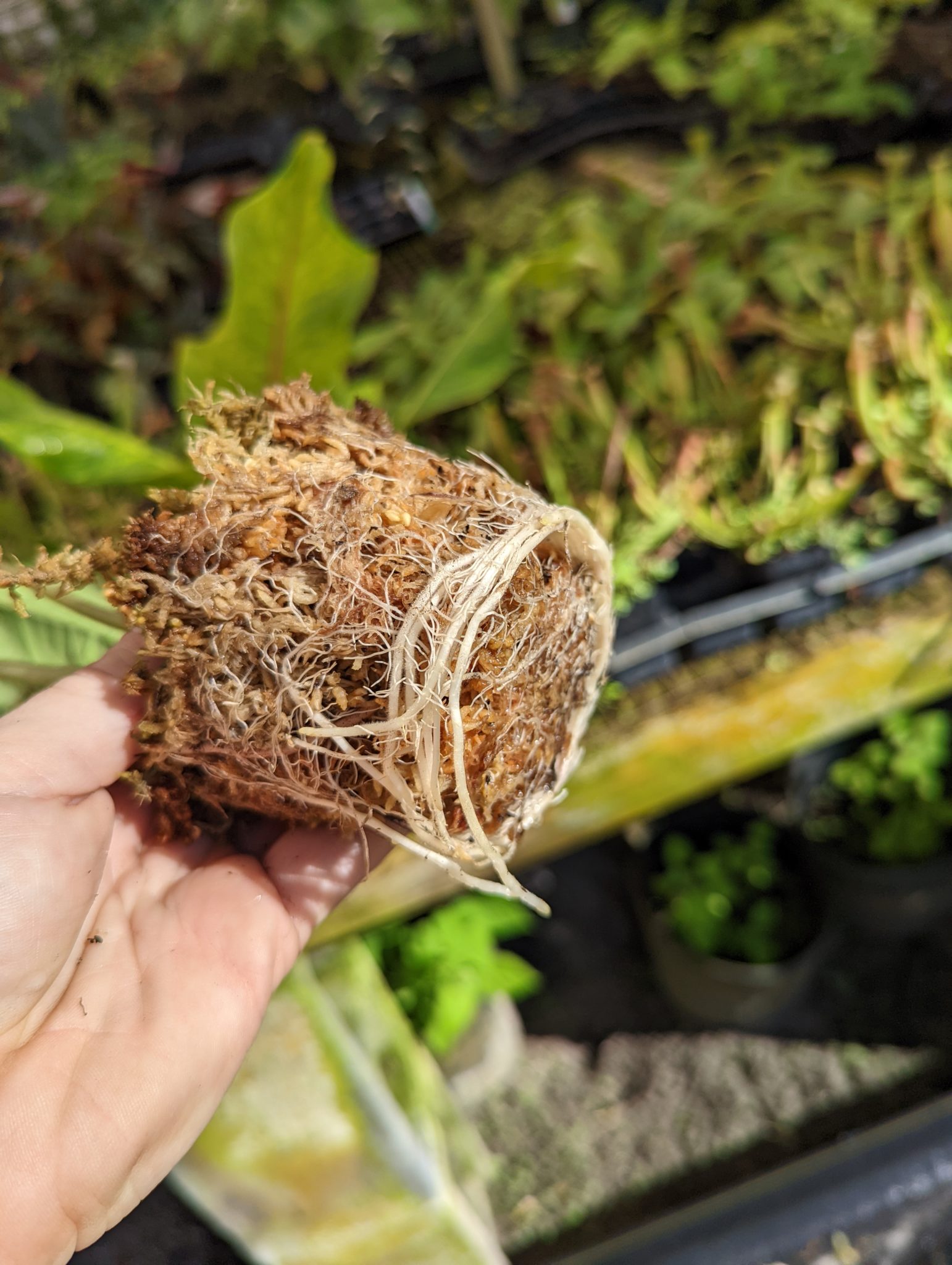 Alocasia venusta – Blue Moon Tropicals