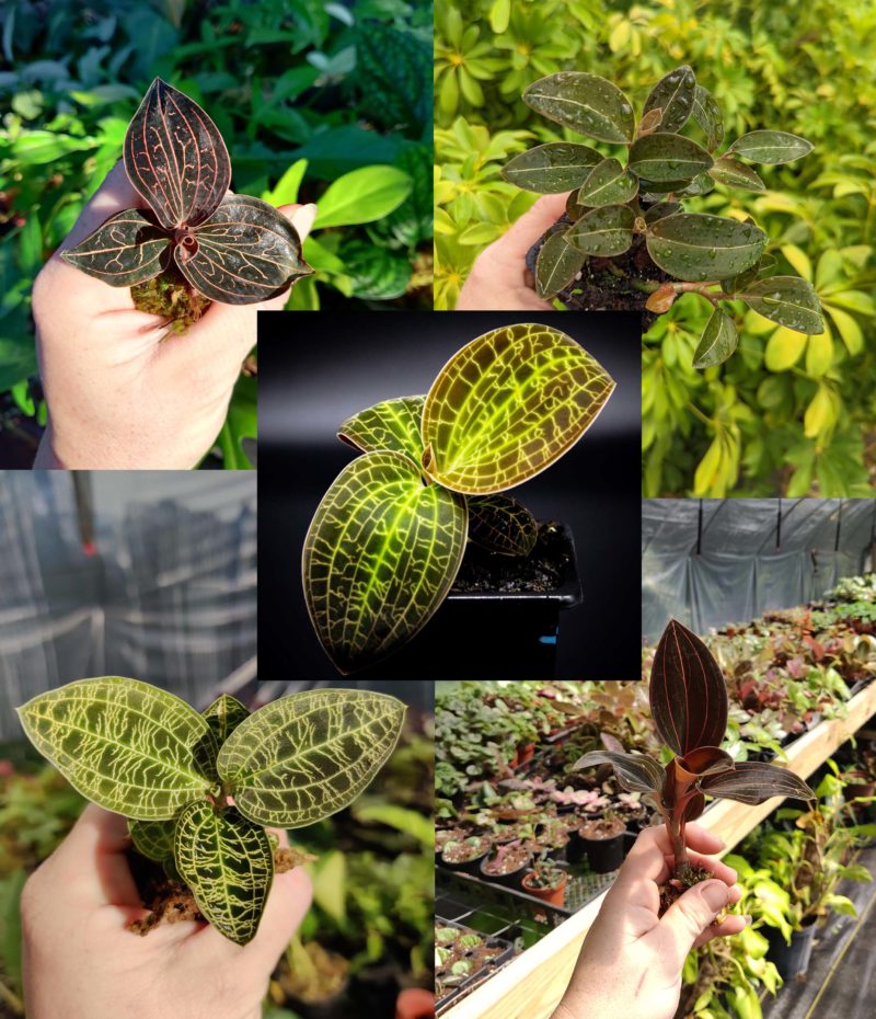 Jewel Orchid Combo Bundle – Blue Moon Tropicals