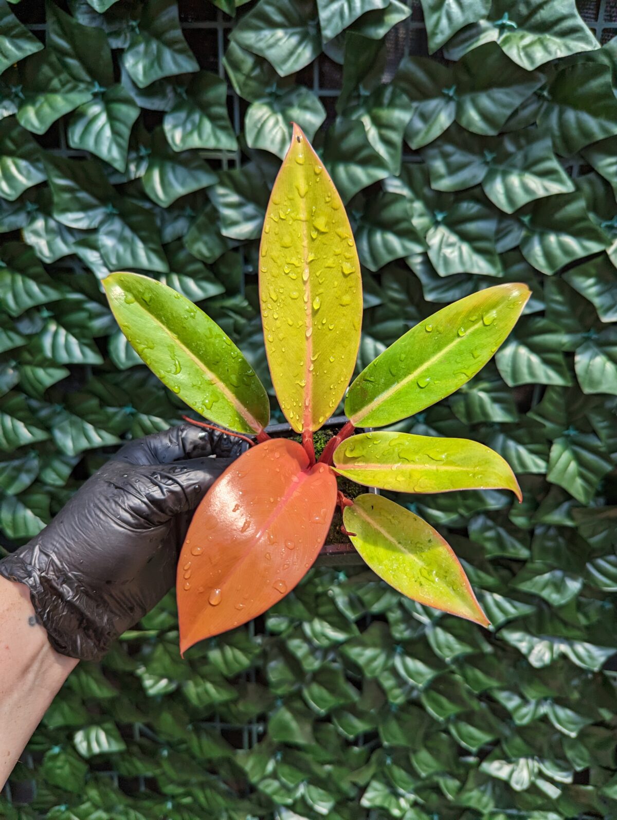 Tradescantia Lollipop Blue Moon Tropicals tradescantia-lollipop-blue-moon-tropicals