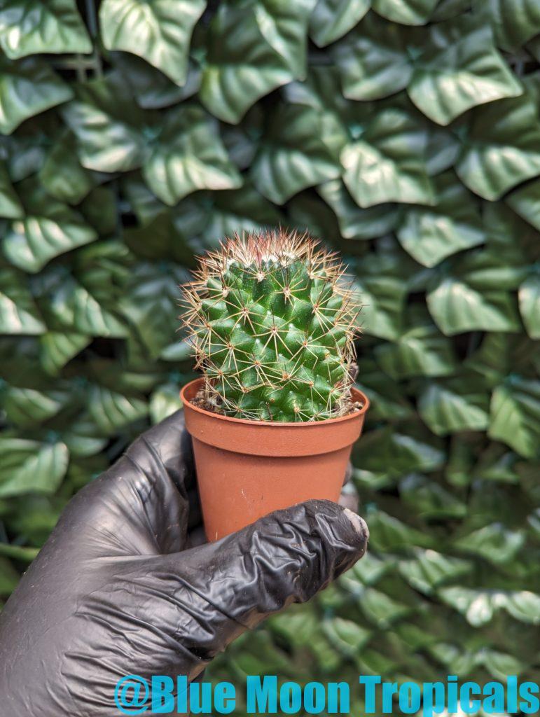 Mammillaria polythele – Blue Moon Tropicals