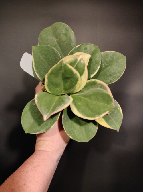 Variegated Hoya pachyclada