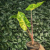 Alocasia 'New Guinea Gold' - Image 2