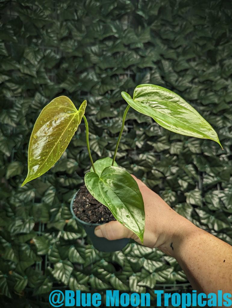 Anthurium ‘Red Leaf’ – Blue Moon Tropicals