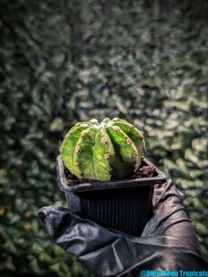 Cactus! Alessi Parmesan Cheese Cellar - Milia Shop