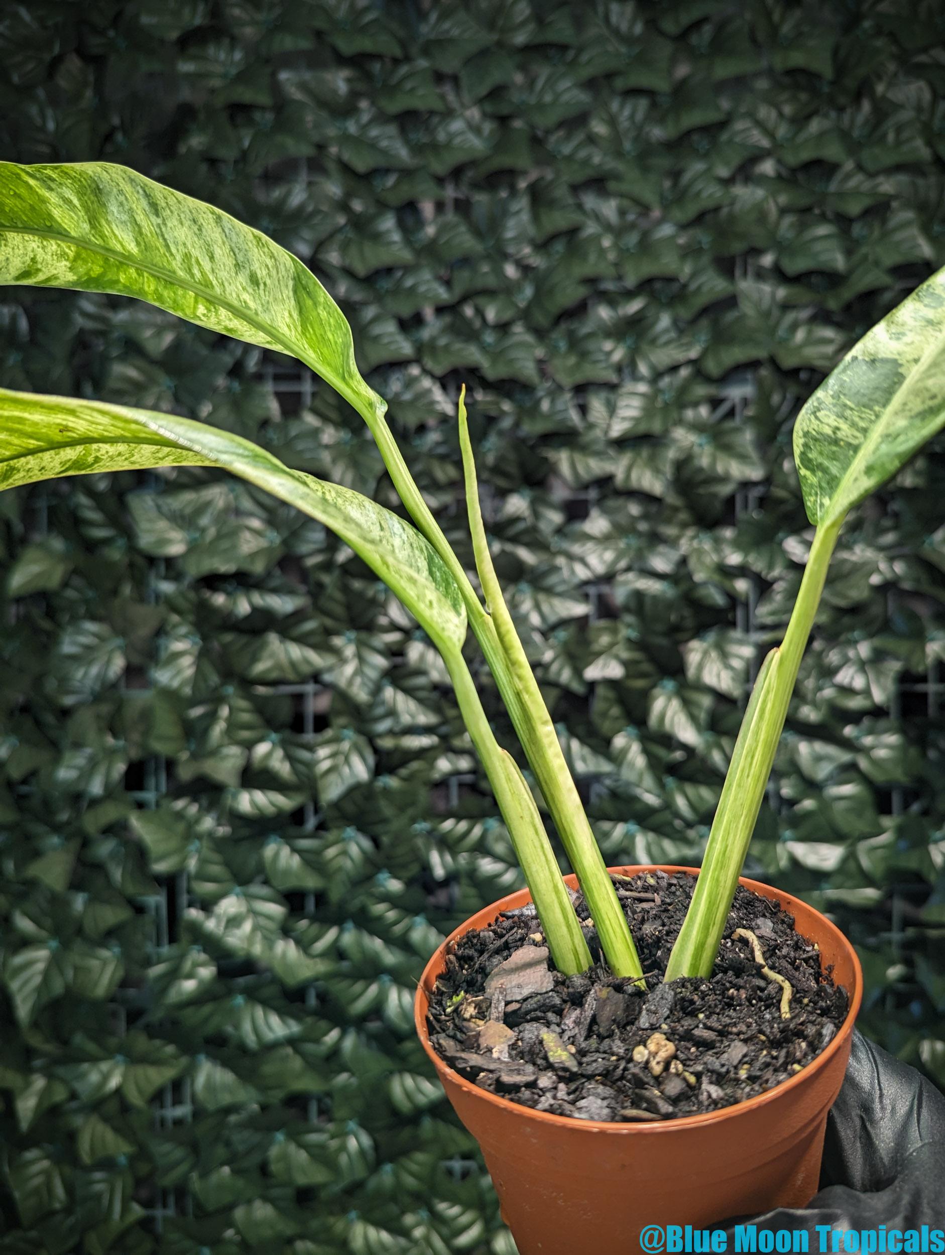 Epipremnum pinnatum 'Yellow Flame' 2 – Blue Moon Tropicals