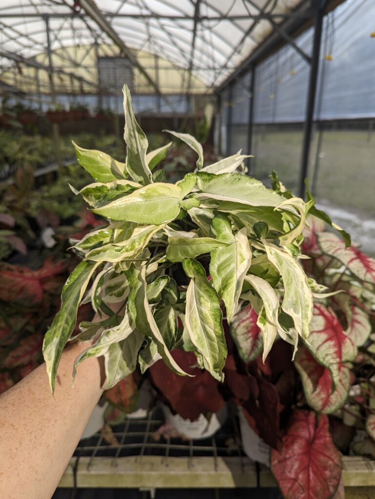 Syngonium ‘Starlite’ – Blue Moon Tropicals