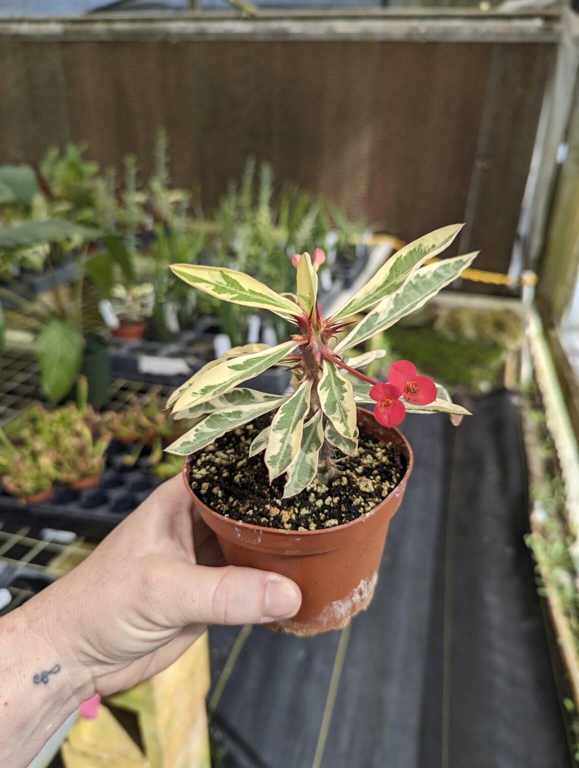 Succulents – Blue Moon Tropicals