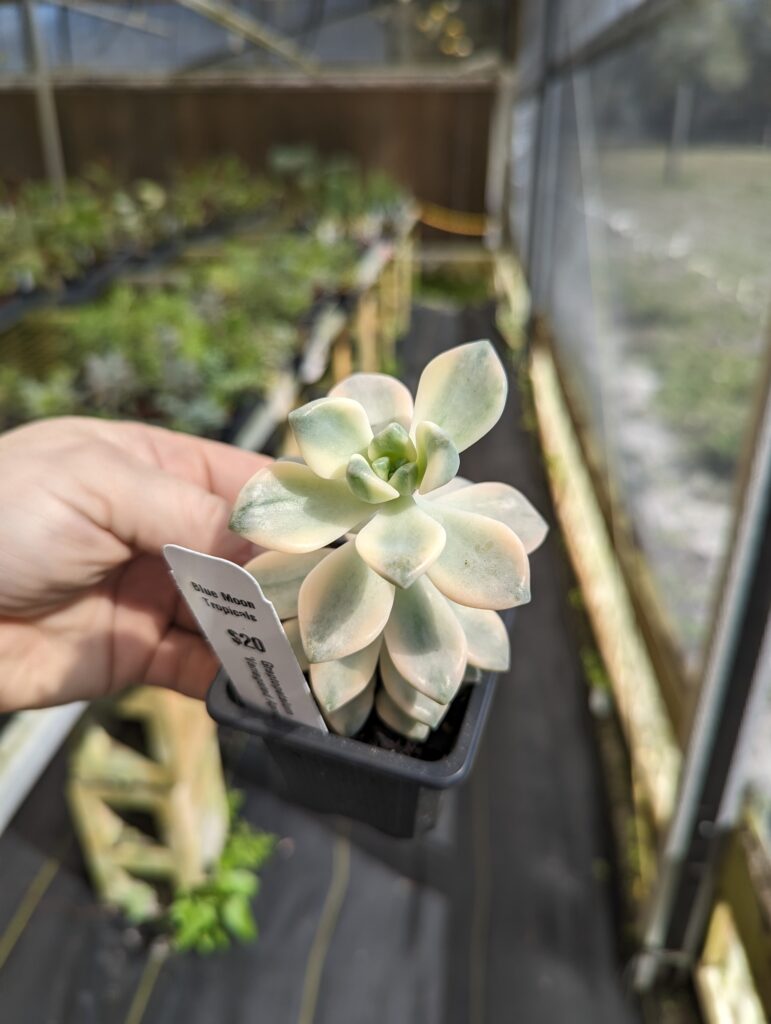 Succulents – Blue Moon Tropicals