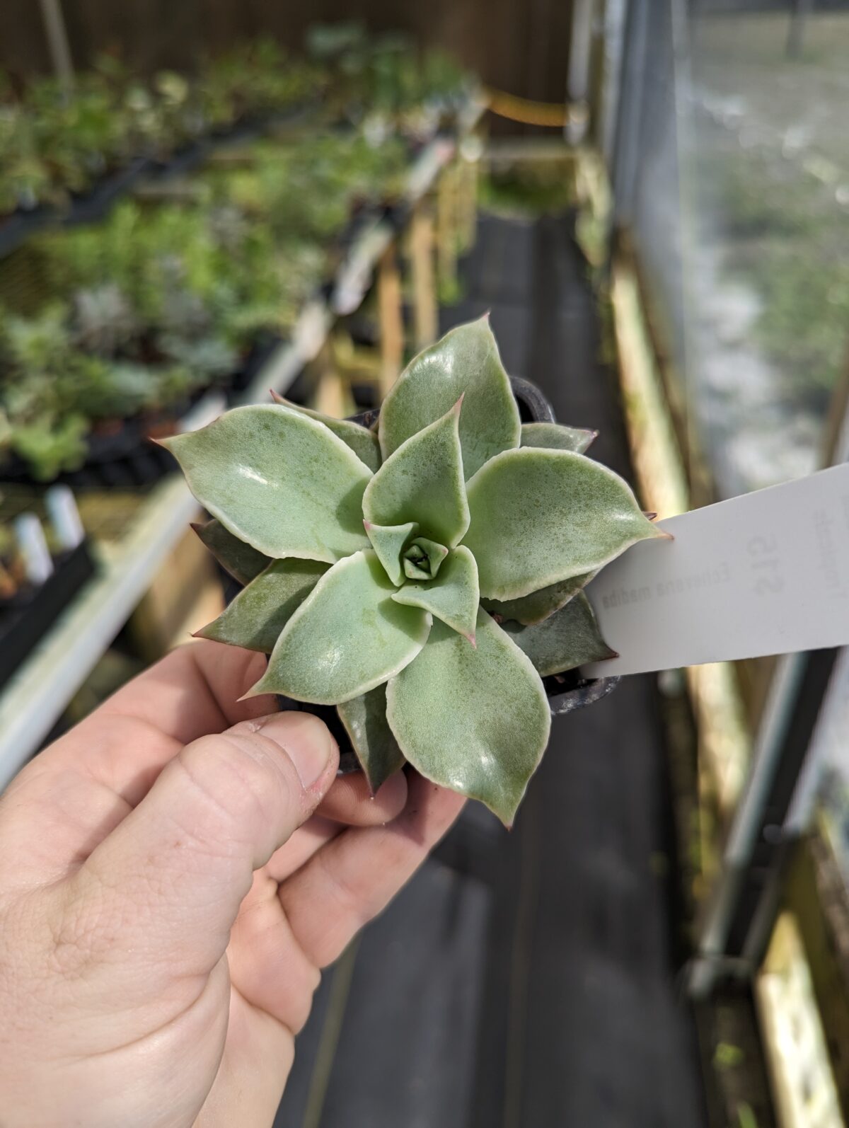 Succulents – Blue Moon Tropicals
