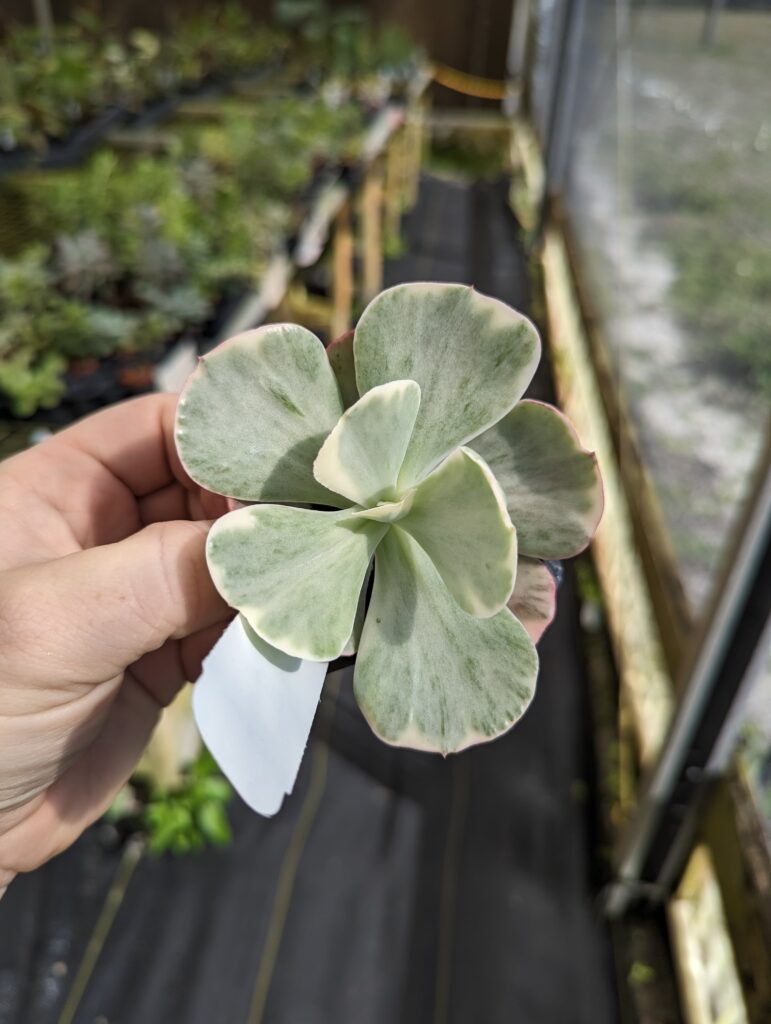 Succulents – Blue Moon Tropicals