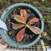 Nepenthes (veitchii x mira) x klossii