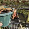 Nepenthes (veitchii x mira) x klossii - Image 2