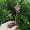 Caladium 'Fairytale Princess' - Image 2