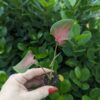 Caladium 'Fairytale Princess'