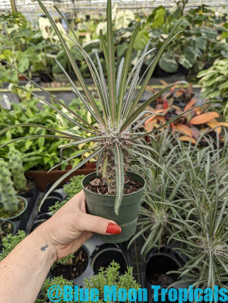 Succulents – Blue Moon Tropicals
