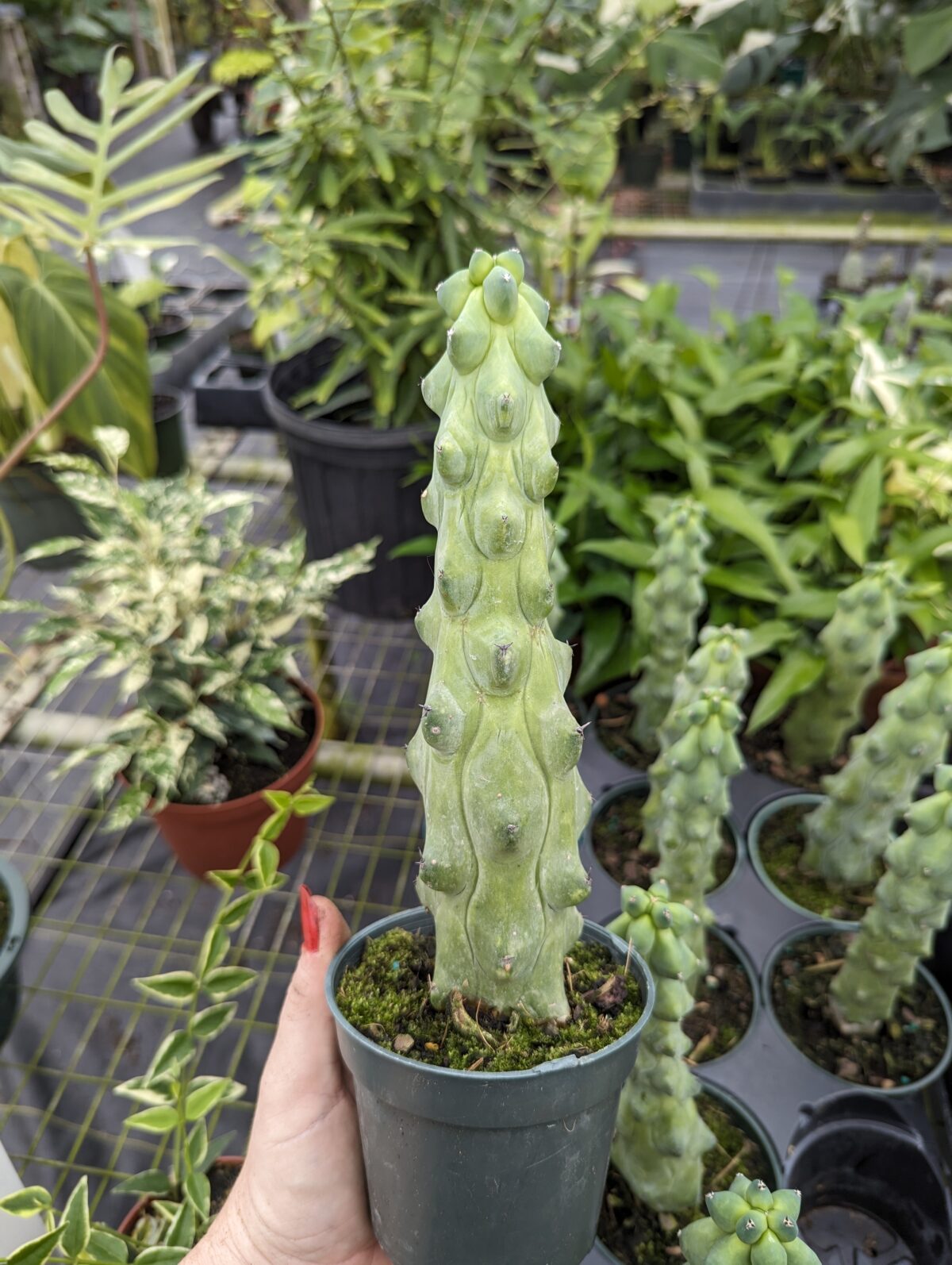 Succulents – Blue Moon Tropicals