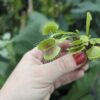 Venus Flytrap 'B52' - Image 2