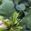 Venus Flytrap 'Dutch Typical' - Image 2