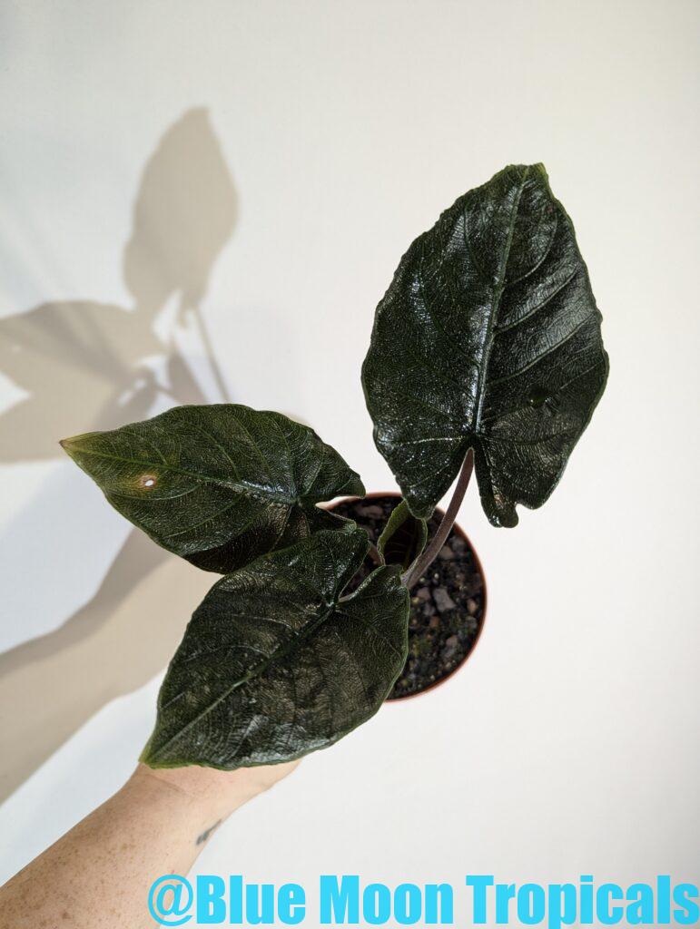 Totally Goth – Blue Moon Tropicals