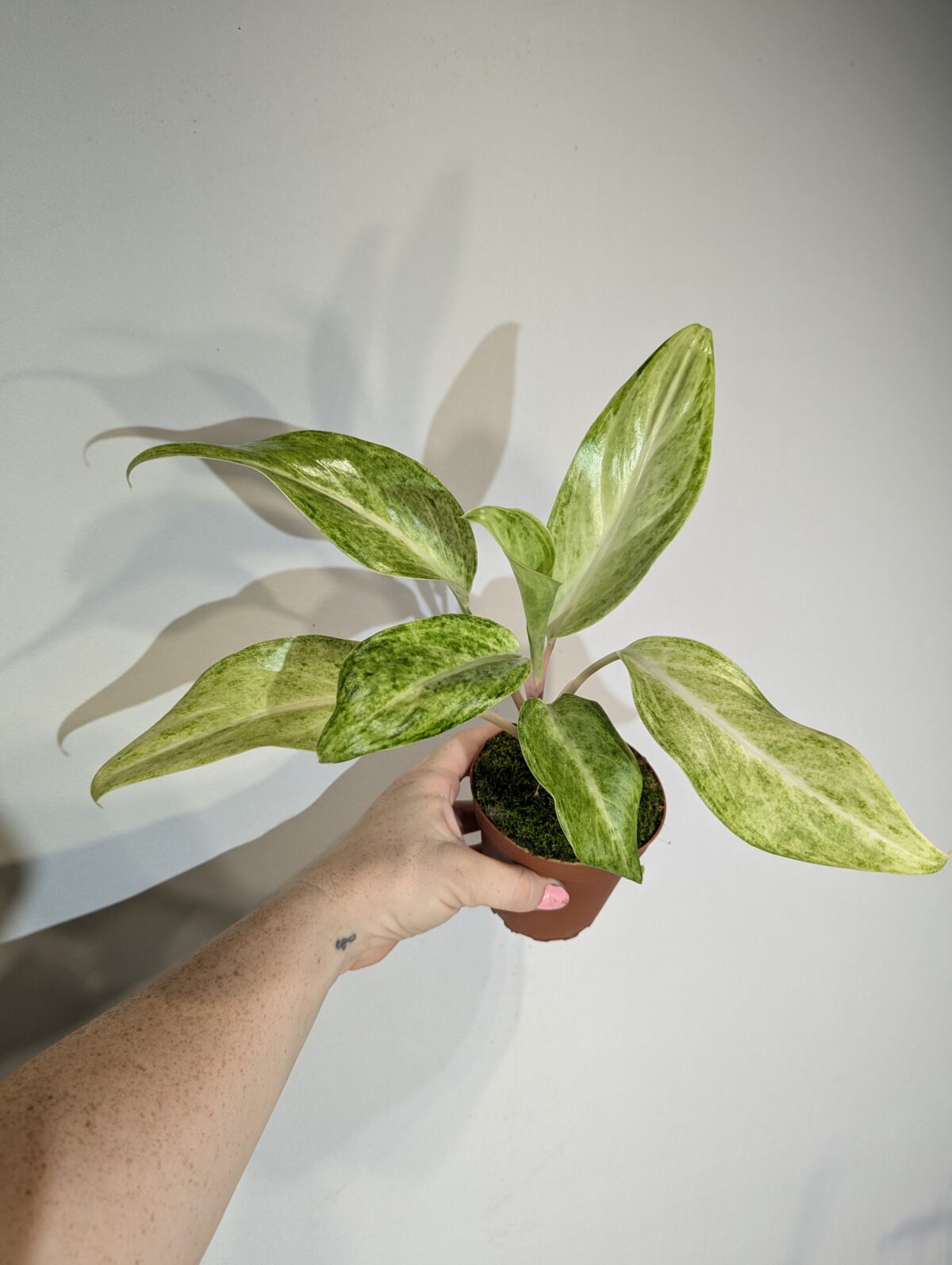 All – Blue Moon Tropicals