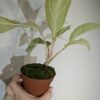 Aglaonema 'Claudia' - Image 2