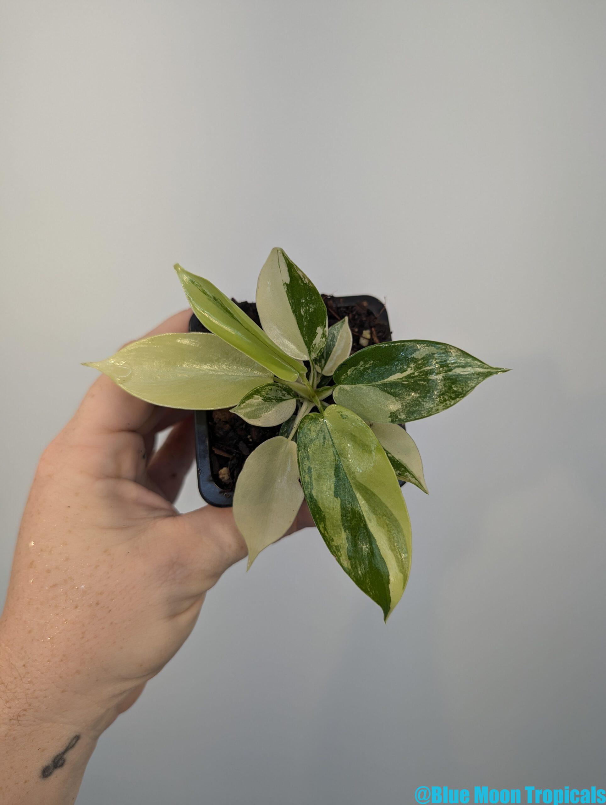 Philodendron – Blue Moon Tropicals
