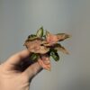 Syngonium 'Pink Mosaic' *Grower's Choice*