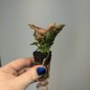 Syngonium 'Pink Mosaic' *Grower's Choice* - Image 2
