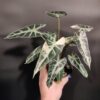 Variegated Alocasia 'Bambino'